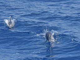 Cetacei e uccelli marini dalla barca